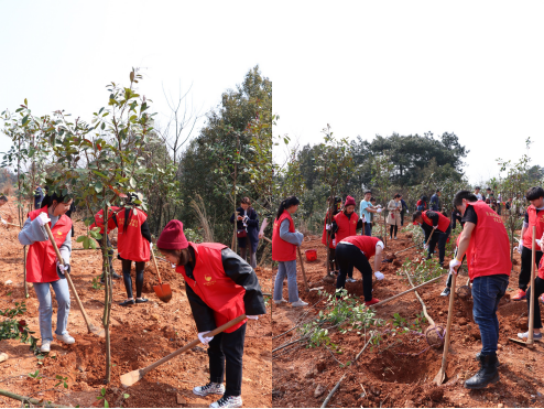 院团委组织开展义务植树活动